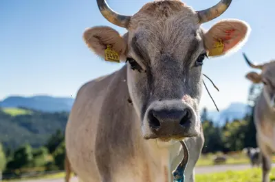 a close up of a brown cow with horns at Plattner-Hof in Petersberg