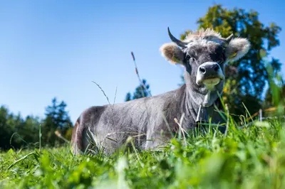 a cow standing in a field of grass at Plattner-Hof in Petersberg