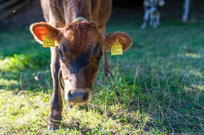 a cow with tags in its ears standing in the grass at Plattner-Hof in Petersberg