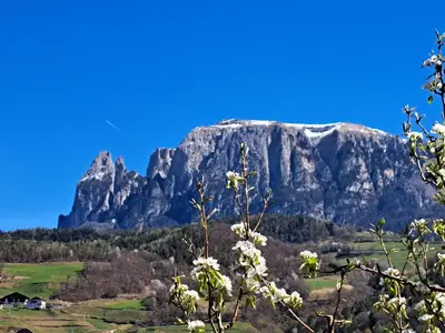 a mountain in the distance with flowers in the foreground at Pignathof Rosacea in Campodazzo