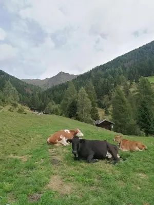 a group of cows laying in a grassy field at Wiesenheimhof - Apt 2 in Terento