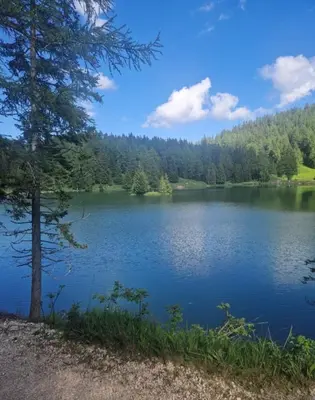 a view of a lake with trees in the background at Casa vacanze Da Bianca in Castelfondo