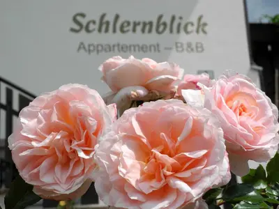 a group of pink roses in front of a sign at Haus Schlernblick in Nova Ponente