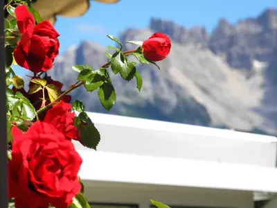 a bunch of red roses with a mountain in the background at Haus Schlernblick in Nova Ponente