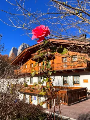a rose on a tree in front of a house at Agriturismo Busa dei Sbrase in San Cipriano