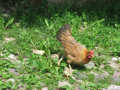 a chicken walking in the grass in a field at Schornhof in Aldino