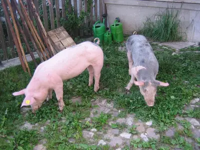 two pigs standing in the grass near a fence at Schornhof in Aldino
