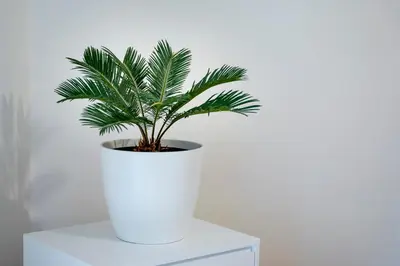 a plant in a white pot sitting on a table at Terrace 27 in Bolzano