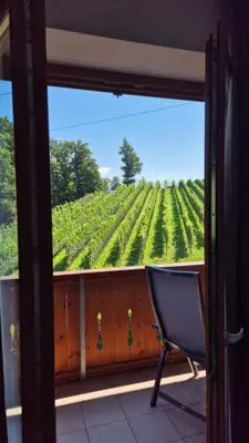 a chair sitting in front of a window looking at a vineyard at Landgasthof Sonnegghof in Castelvecchio