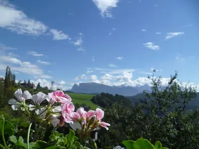 a group of flowers on top of a mountain at Apartment Lärchenheim in Soprabolzano