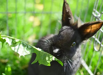 a black rabbit is hiding behind a green leaf at Niedermairhof in Falzes