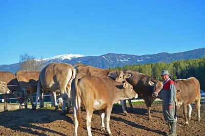 a man standing in front of a herd of cows at Niedermairhof in Falzes