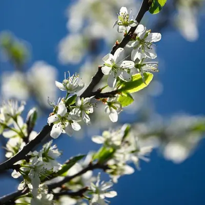 a branch of a flowering tree with white flowers at Pitzoler Hof in Albes