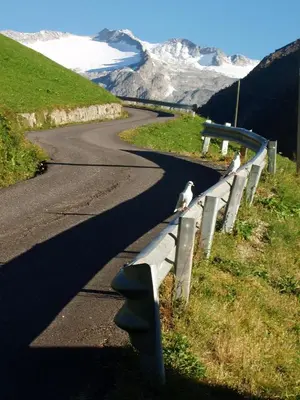 a bird sitting on a fence on the side of a road at Feldlechn in Lappago