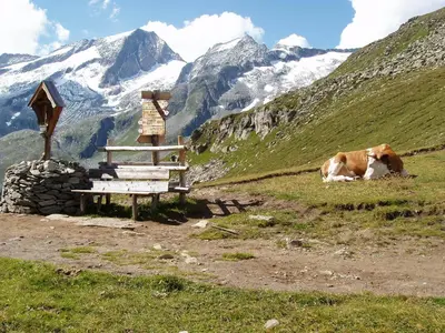 a cow laying next to a bench on a mountain at Lenzerhof in Lappago