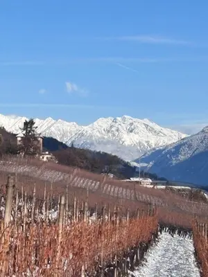 a field with snow covered mountains in the background at Gfillhof Ferienwohnung 2 in Appiano sulla Strada del Vino
