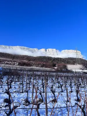 a vineyard in the snow with a mountain in the background at Gfillhof Ferienwohnung 2 in Appiano sulla Strada del Vino