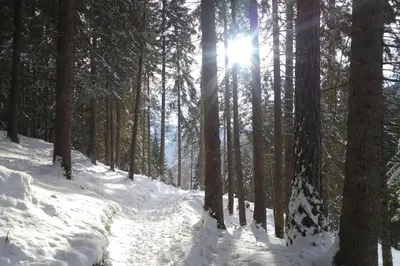 a snow covered forest with the sun shining through the trees at Maso de Propian in Tesero