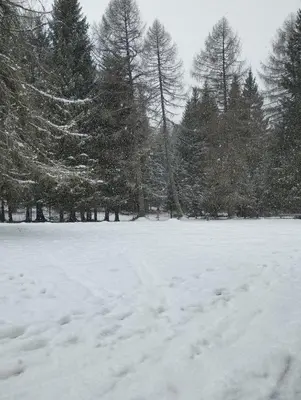 a snow covered field with trees in the background at Villa Larici piano terra in Bellamonte