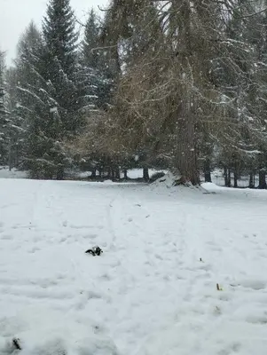 a dog laying in the snow in a field at Villa Larici piano terra in Bellamonte