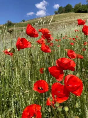 a field of red poppies in a field at Proderhof in Feldthurns