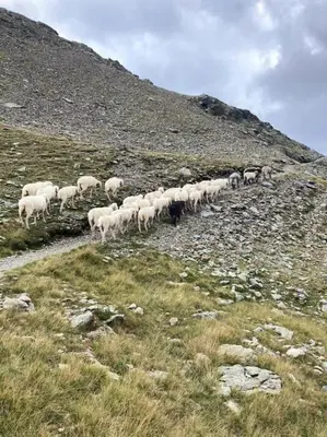 a herd of sheep walking up a hill at Verweilen auf Meran 2000 in Avelengo