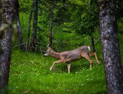 a deer running in the grass in the woods at B&B Villa Dolomites Hut in San Vigilio Di Marebbe