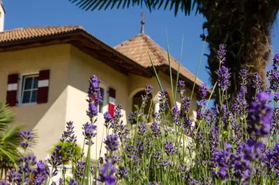 a house with purple flowers in front of it at Leuchtenhof in Caldaro