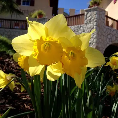 a group of yellow daffodils in a garden at Leuchtenhof in Caldaro