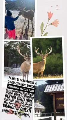 a collage of pictures of a deer and a person at Appartamento Diobono in San Lugano