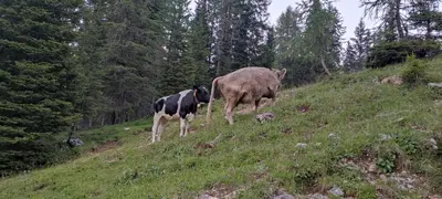 a cow standing on top of a grassy hill at Appartamenti Codàn in San Vito di Cadore