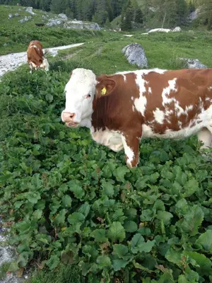 a brown and white cow standing in a field of plants at Dolomitissime Holiday Homes Marmolada in Rocca Pietore