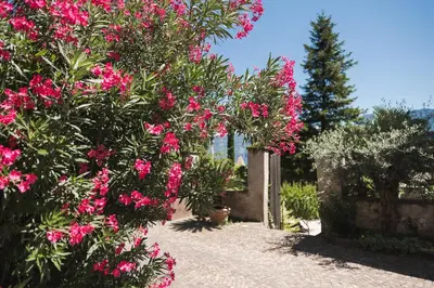 a bush with pink flowers in a garden at Ansitz Rynnhof in Termeno
