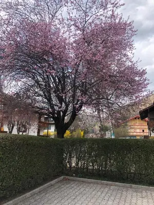 a tree with pink flowers in front of a hedge at CASA PINUCCIA APPARTAMENTO EST in Predazzo