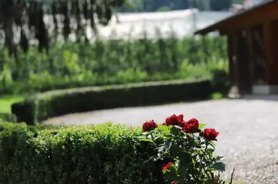 a group of red roses sitting in a bush at Zirbentraum in Lana