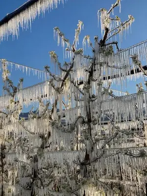 a tree covered in icicles with a building in the background at Weinhof Kager in Missiano