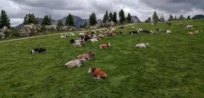 a herd of cows laying in a field of grass at Casa Righini in Moena