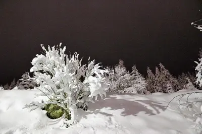 a tree covered in snow with trees in the background at Ciasa Gabriel in Colfosco