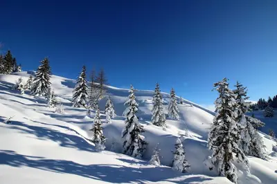 a group of trees covered in snow at Ciasa Gabriel in Colfosco