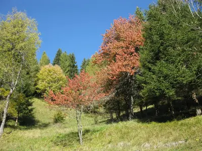 a group of trees with colorful leaves on a hill at La Casa di Carlotta in Alleghe