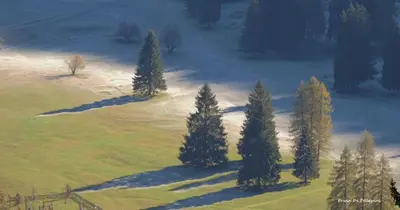 an aerial view of a group of trees in a field at La Casa di Carlotta in Alleghe