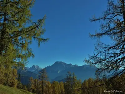 a view of the mountains through the trees at La Casa di Carlotta in Alleghe