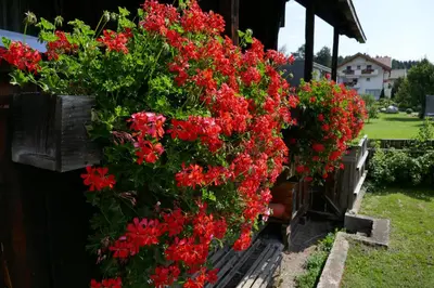 a bunch of red flowers hanging from a building at Ferienwohnungen Schnarf in Valdaora