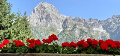 a bunch of red flowers in front of a mountain at Apartment Weisswand in Colle Isarco