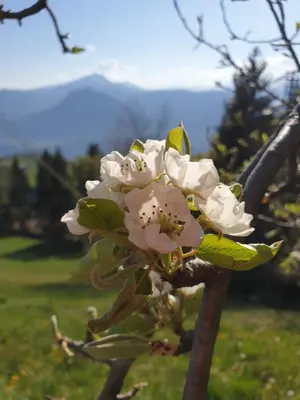 a branch of an apple tree with white flowers at Beimsteinhof in Verano