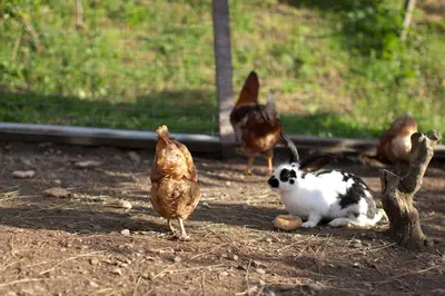 a group of chickens and a cat on the ground at Appartements Kirchtalhof in Lana
