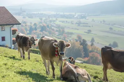 a group of cows on a grassy hill at Oberbaumgartnerhof in Falzes