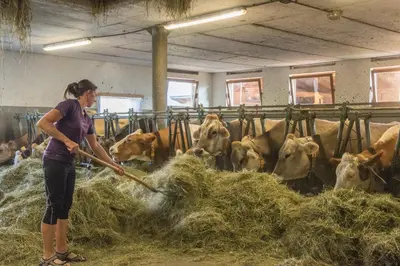 a woman feeding cows in a barn with hay at Oberbaumgartnerhof in Falzes