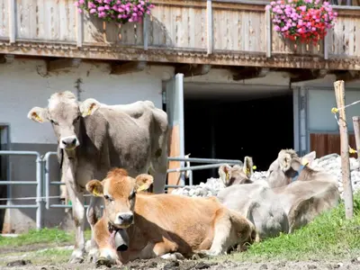 a group of cows laying in the grass near a building at Oberbaumgartnerhof in Falzes