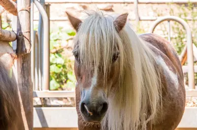a brown horse with long blonde hair standing next to a gate at Agritur Artemisia in Tesero